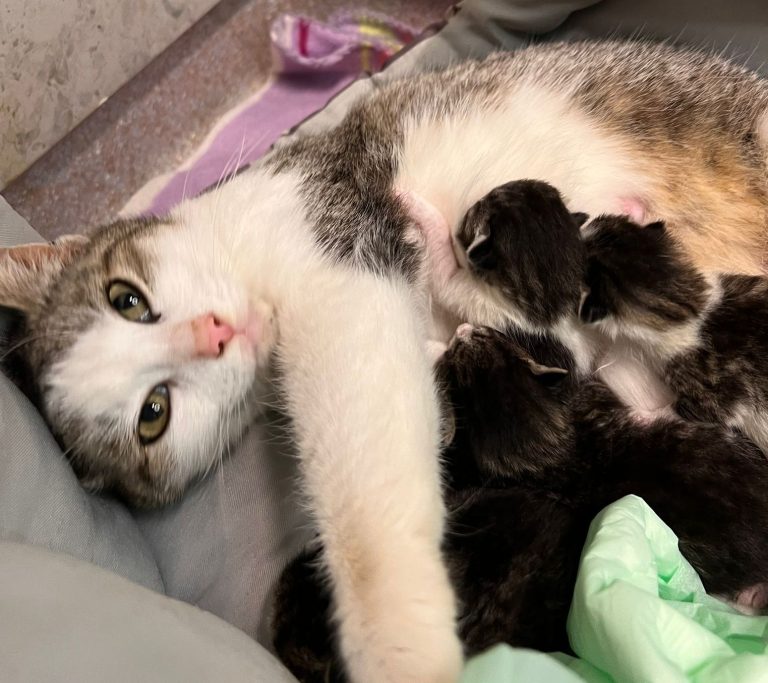 O pisică gestantă a venit singură la spitalul de animale unde a născut patru pisoiași