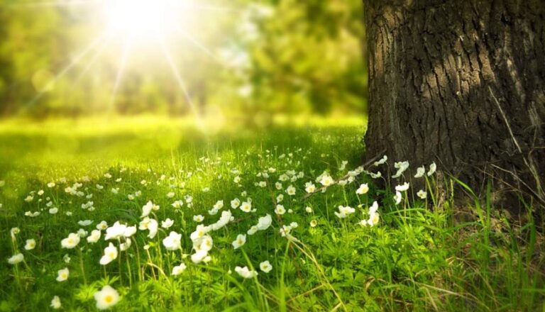 Meteorologi: Temperaturi uşor mai ridicate decât cele normale, până după jumătatea lunii mai