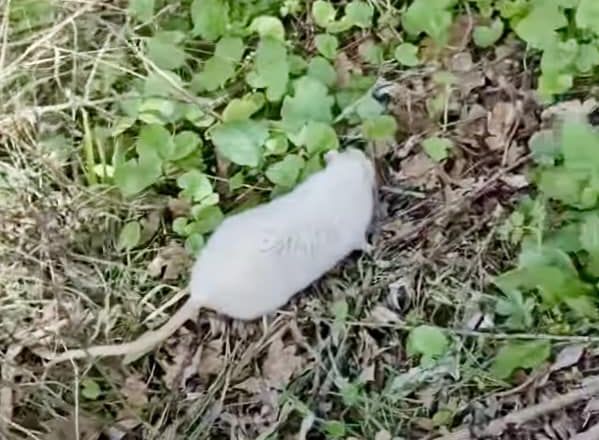 După ce au răpus „Hidra”, ieșenii le-au venit de hac și șoriceilor albi din pădurea Dobrovăț