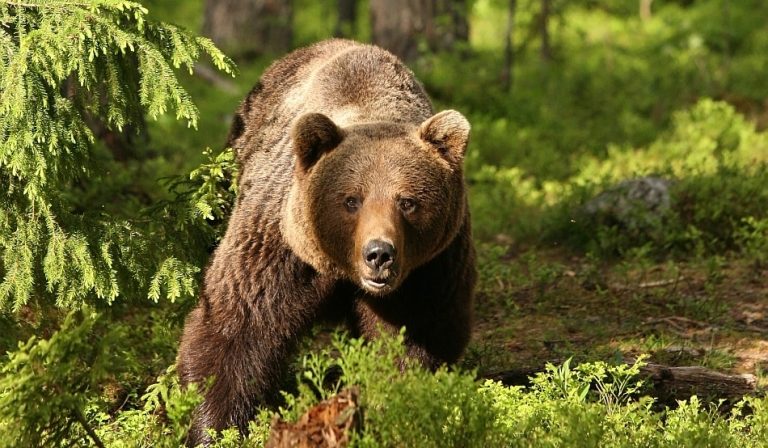 Alertă: mai mulți urși au fost semnalați la marginea județului Iași