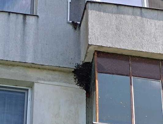 Intervenţii pentru îndepărtarea unor roiuri de albine, la Iaşi şi Botoşani. Recomandări – FOTO