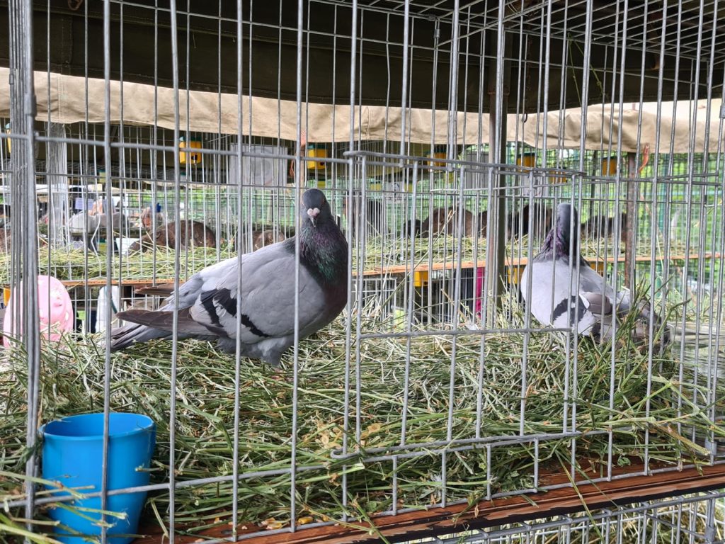  animal_fest_USV_Iasi10