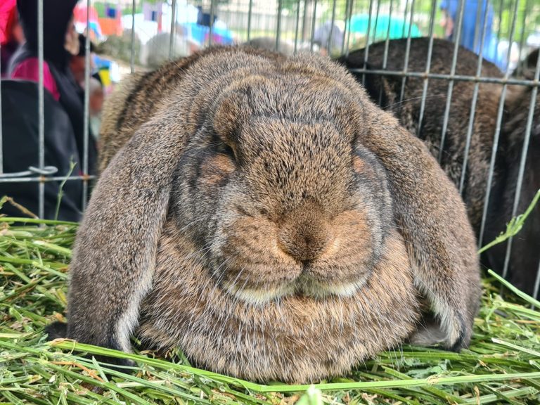Imagini inedite de la Animal Fest, eveniment dedicat iubitorilor de animale