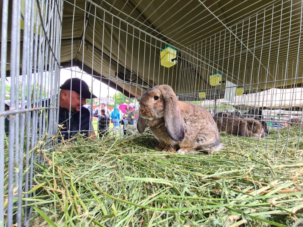  animal_fest_USV_Iasi14
