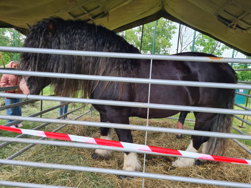  animal_fest_USV_Iasi16