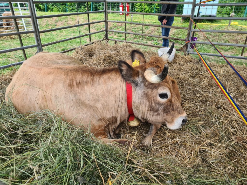  animal_fest_USV_Iasi2