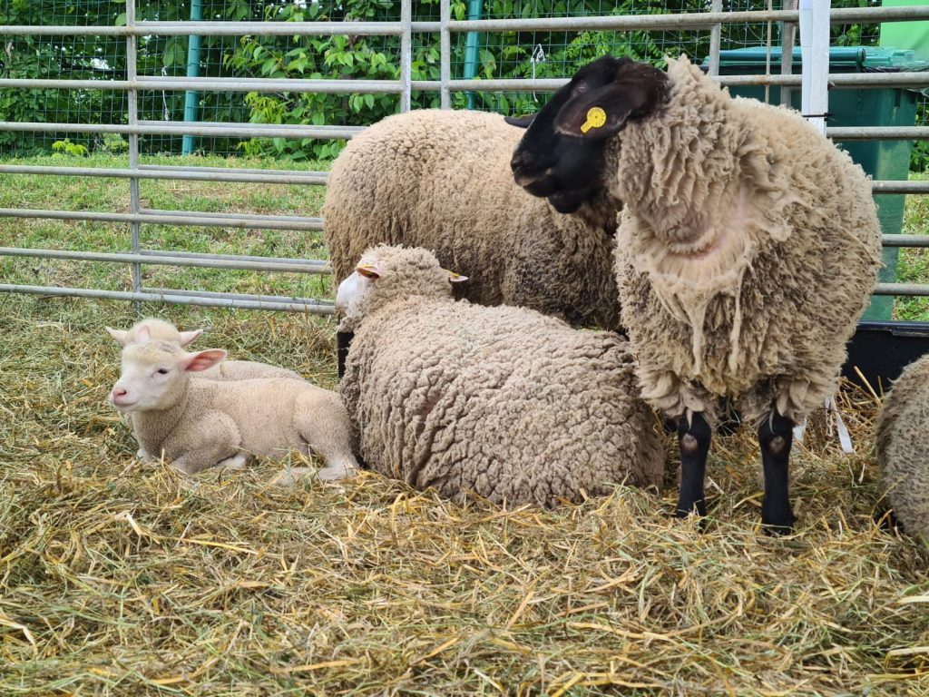  animal_fest_USV_Iasi3