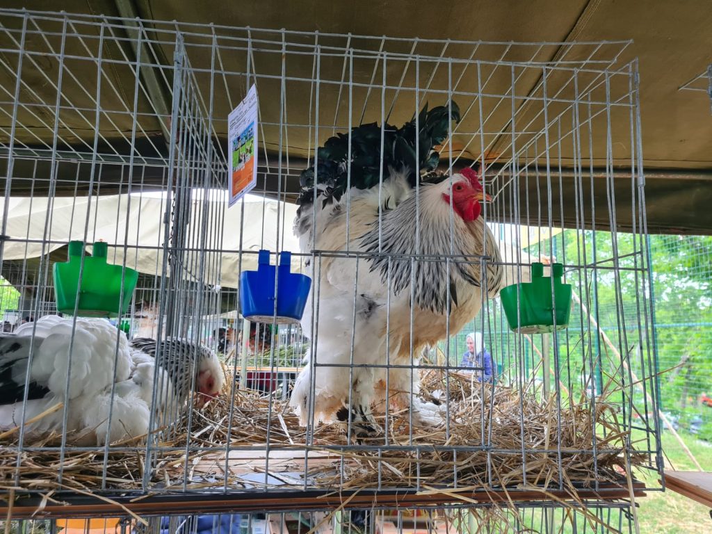  animal_fest_USV_Iasi5