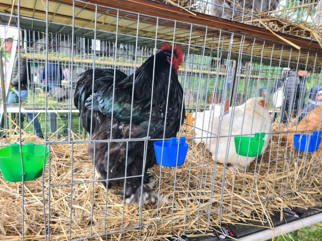  animal_fest_USV_Iasi6