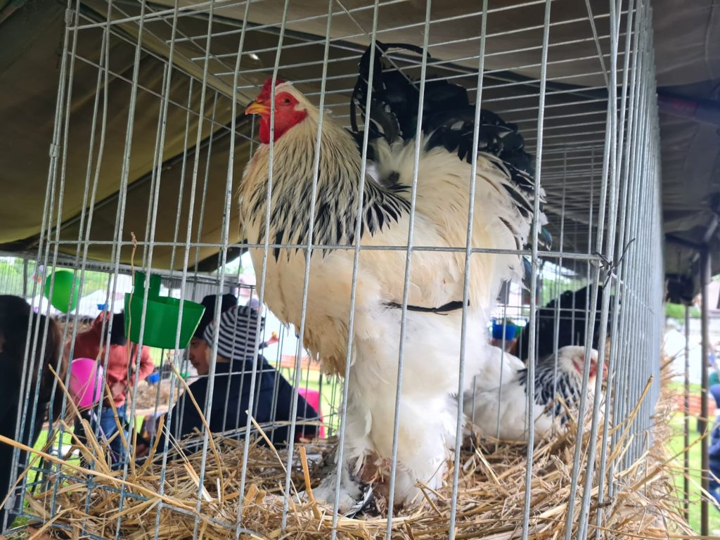  animal_fest_USV_Iasi7