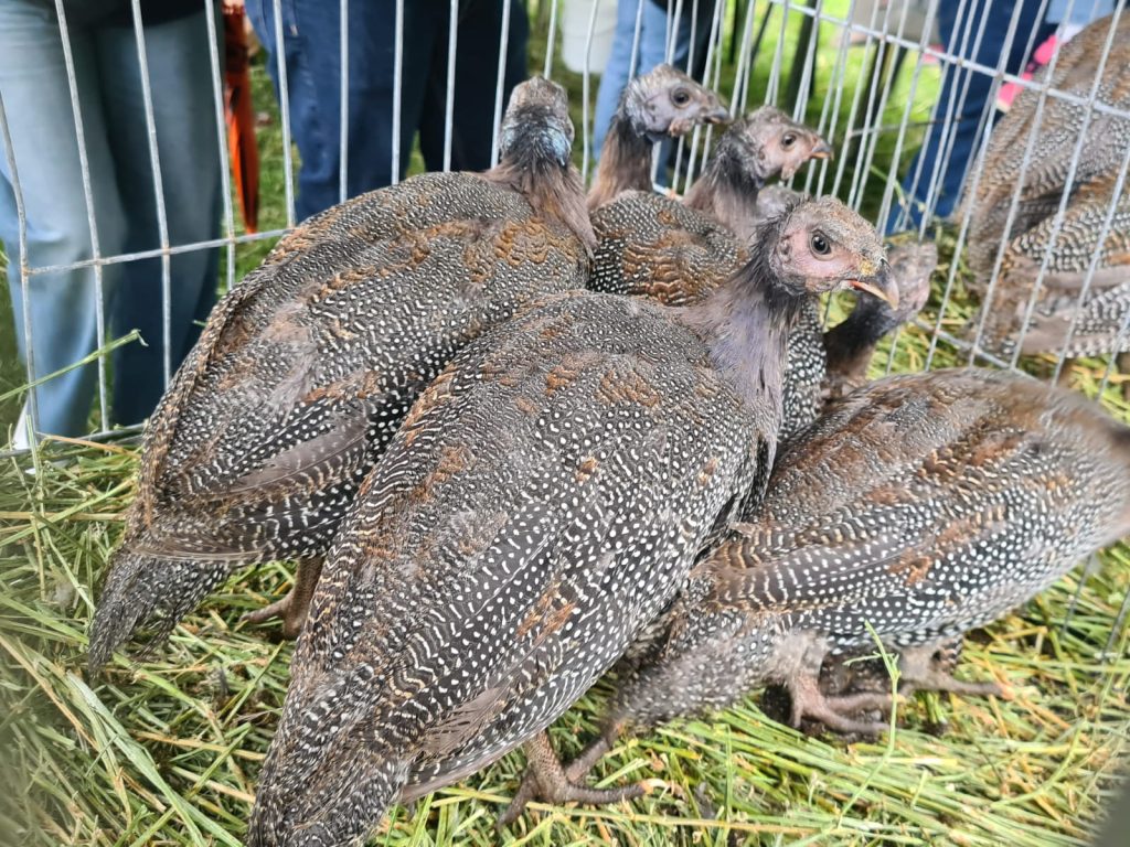  animal_fest_USV_Iasi8