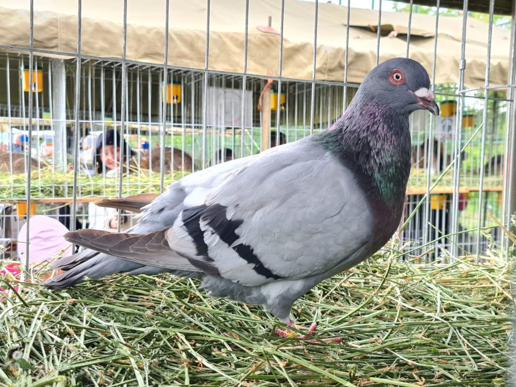 animal_fest_USV_Iasi9
