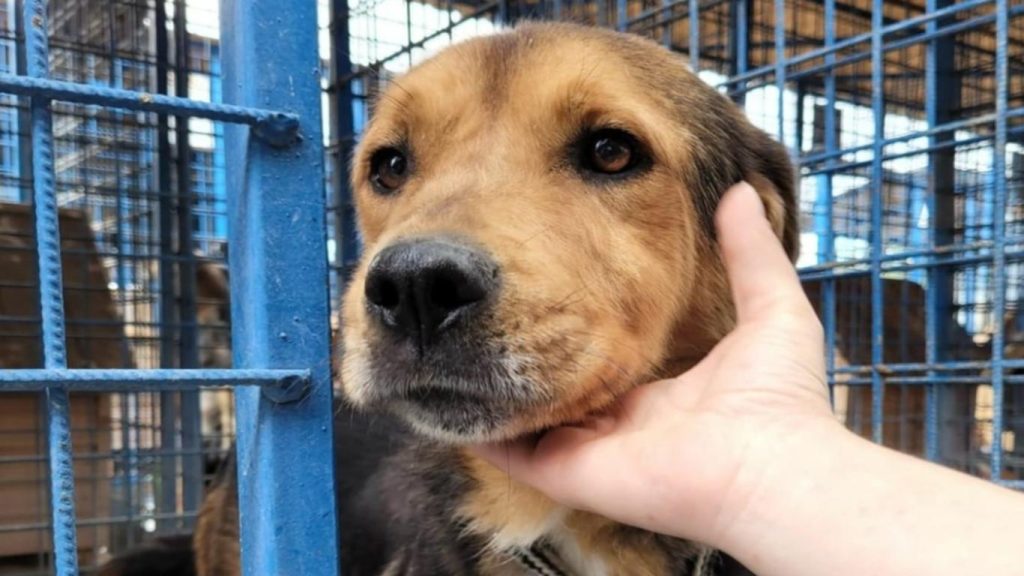  Un bărbat din Dolj a omorât în bătaie un câine fără stăpân intrat în curtea sa. A fost reţinut pentru 24 de ore