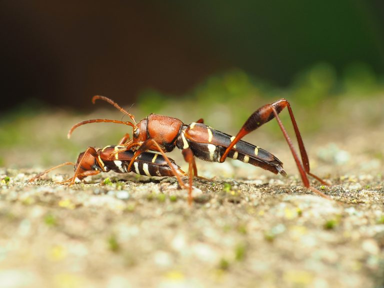 O specie de croitor din America a ajuns în Iași. Seamănă cu o viespe, iar larva se hrănește cu lemn