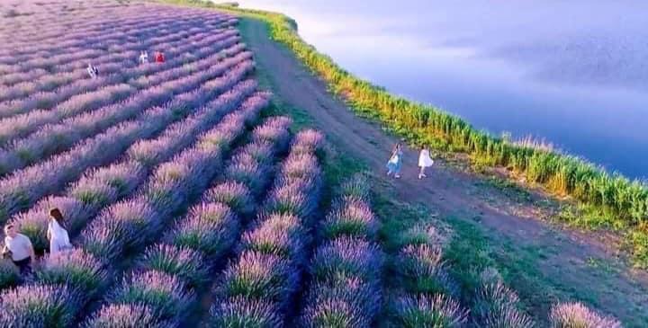  lavanda