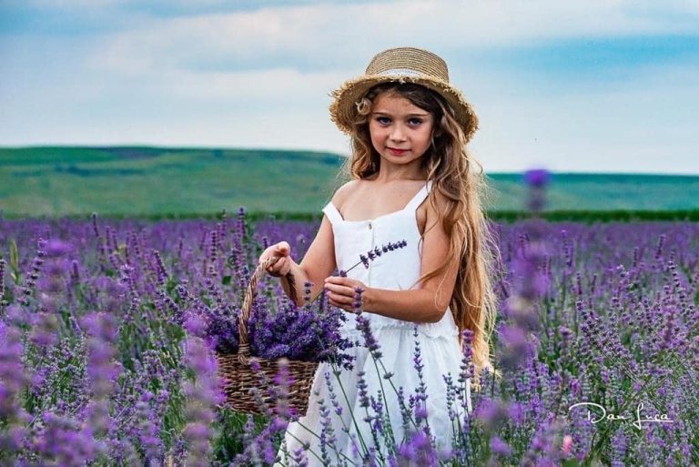 De la turist în lanurile Franței, la cultivator în Movileni: Afacere cu iz de lavandă, lângă Delta Moldovei