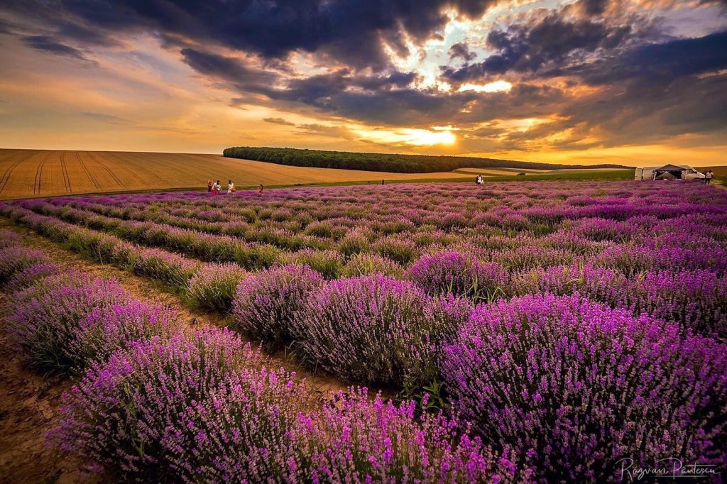 lavanda10