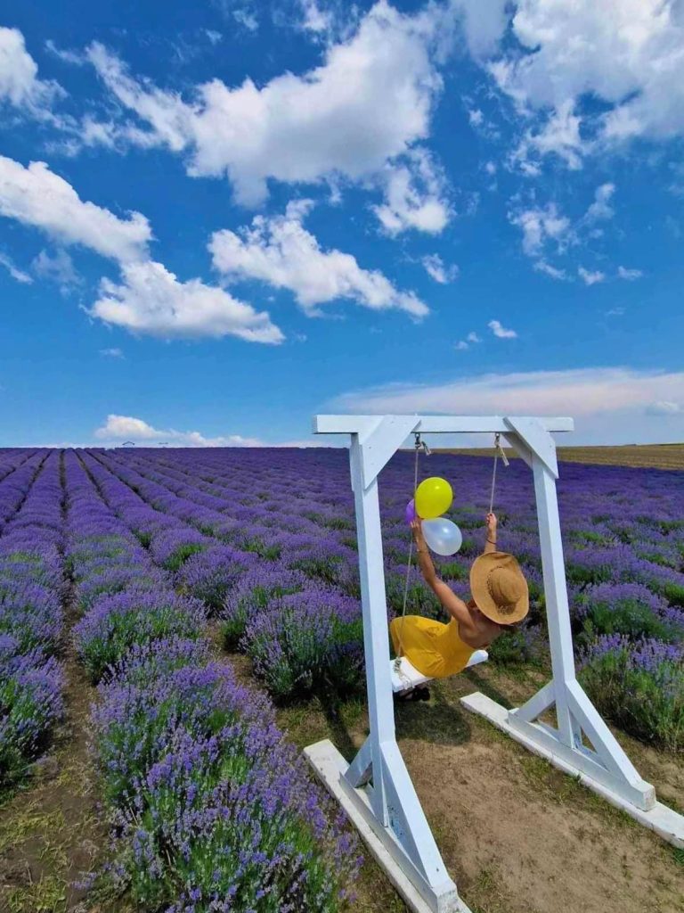  lavanda12