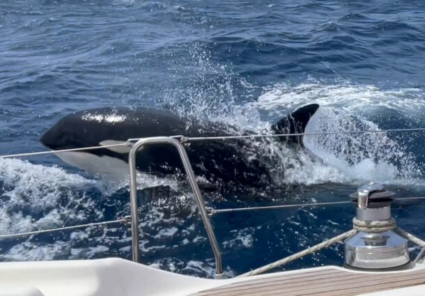 Mai multe orci au scufundat un iaht în largul Strâmtorii Gibraltar