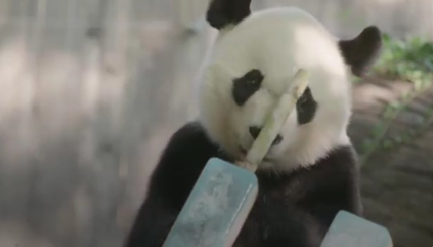  Beijingul trimite doi noi „panda-sadori” la Washington