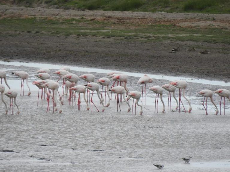 Zeci de păsări flamingo, văzute în Delta Dunării. Își vor alege pe viitor „reședința” în România?