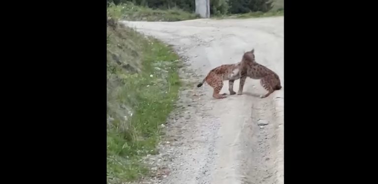Video inedit, imagini rarisime - Hârjoneală în mijlocul drumului între doi pui de râs, în zona Vatra Dornei