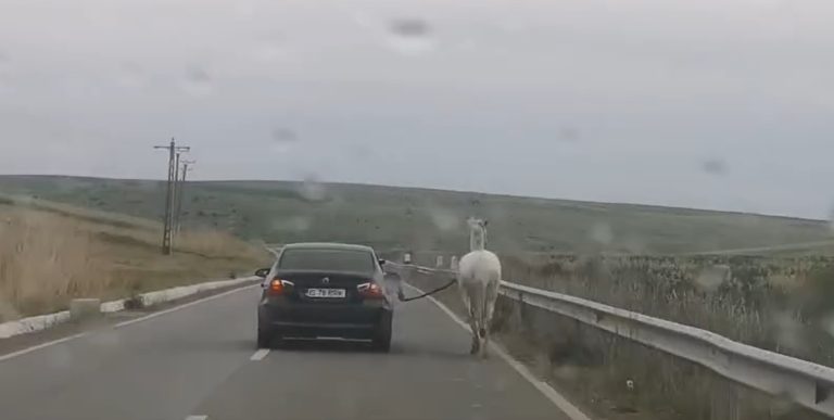 Video neobișnuit cu un BMW cu numere de Iași pe lângă care alerga un cal ținut cu o curea de un pasager VIDEO