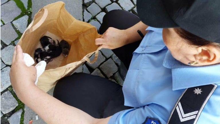 Bărbat amendat cu 12.000 lei pentru că a abandonat pui de pisică lângă un container de gunoi