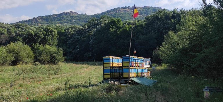 1,1 milioane lei pentru cei aproape 1.500 crescători de albine din Iași. Subvenția a venit mai devreme