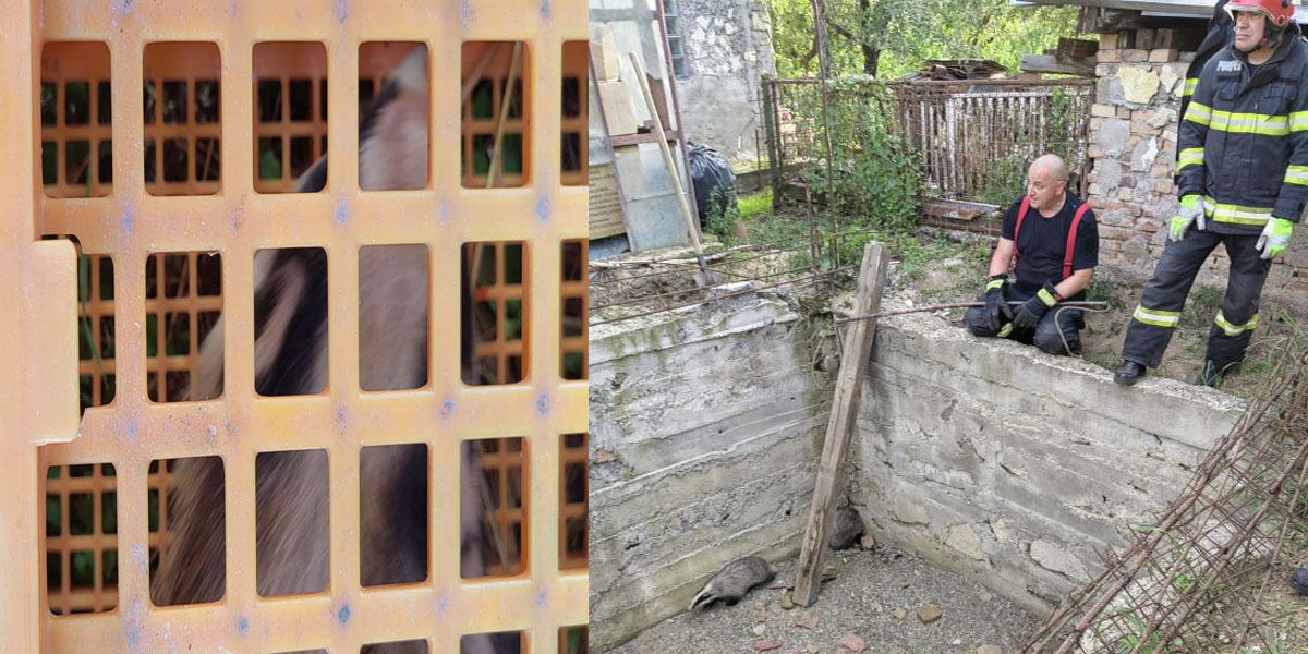 Trei bursuci căzuți într-o groapă, salvați de pompierii ieșeni/FOTO