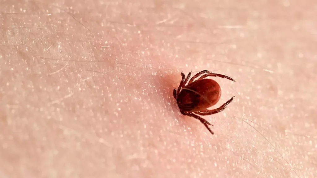 S-a găsit leac pentru boala transmisă de căpușe? Un antibiotic care ar putea videca „boala cu o mie de fețe”, identificat de cercetători