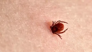 S-a găsit leac pentru boala transmisă de căpușe? Un antibiotic care ar putea videca „boala cu o mie de fețe”, identificat de cercetători