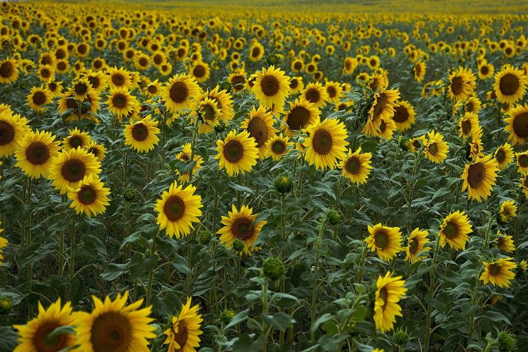 Tarife majorate de la 1 iulie la importurile în Uniunea Europeană pentru produsele din Rusia şi Belarus