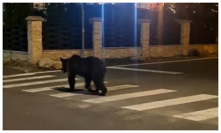 VIDEO Urs filmat cum se plimbă nestingherit prin Poiana Brașov