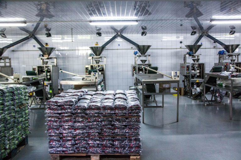 Semințele de peste Prut cresc profiturile unei companii din Iași. Rețeta unei afaceri de 20 milioane euro
