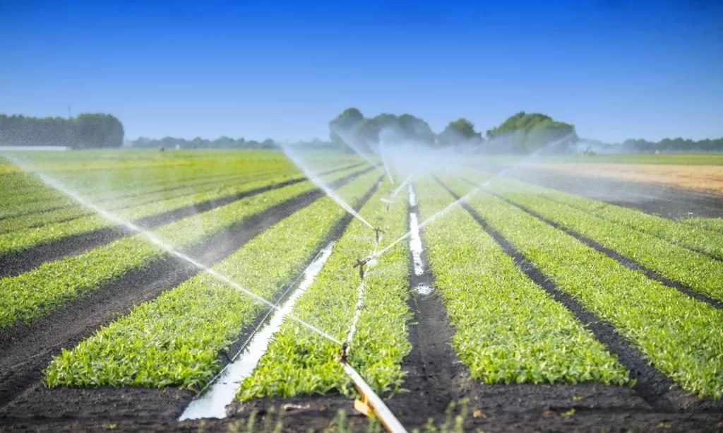 Lipsa apei de irigat creează situaţii tensionate în toată ţara, susţin organizaţiile agricultorilor