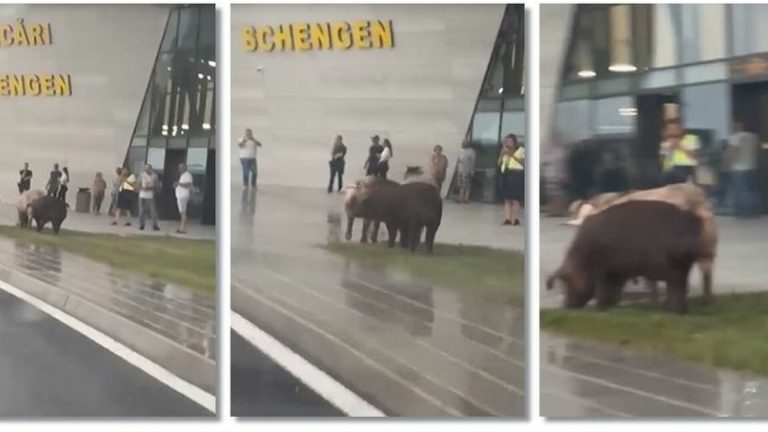 VIDEO Câțiva porci, filmați în timp ce pășteau liniștiți în fața Aeroportului Timișoara. „Uite, prim-miniștrii noștri la aeroport”