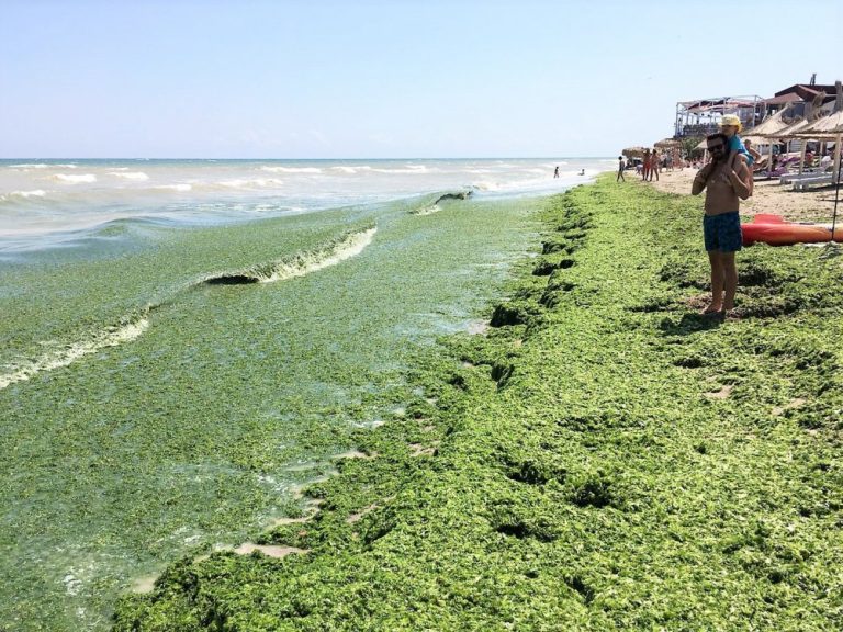 Plajele de pe litoral, invadate iar de alge. Sunt periculoase pentru sănătate?
