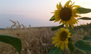 ANM - Sfârşit de august cu temperaturi uşor sub cele obişnuite în această perioadă, în cea mai mare parte a ţării