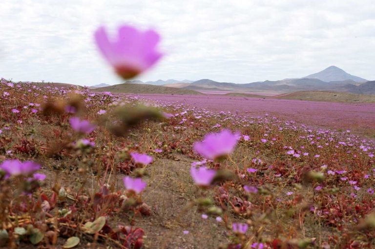 Deşertul Atacama din Chile surprinde vizitatorii cu un fenomen rar de înflorire în timpul iernii austral