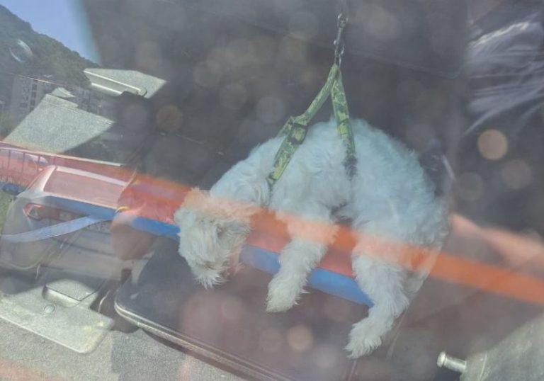 Poliţiştii au salvat un căţel lăsat de stăpâni pe bancheta unei maşini, în plină caniculă – FOTO