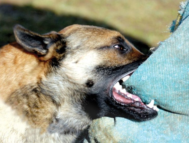 Argeş: Bătrân mort după ce a fost muşcat de un câine