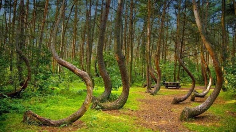 Misterele Pădurii Hoia-Baciu. Ce se întâmplă în „Triunghiul Bermudelor” din Transilvania?