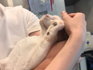 București - Un bărbat care a aruncat o pisică de la etaj, animalul suferind răni grave, a fost reţinut de poliţişti