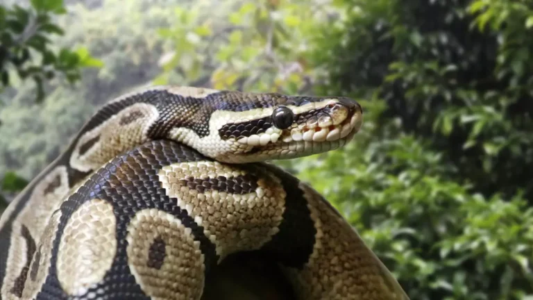 Rămășițele unei femei dispărute au fost găsite în stomacul unui piton