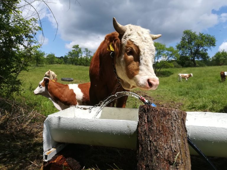 Iași - Mamă și fiu, răniți în propria gospodărie de o vacă care abia fătase un vițel