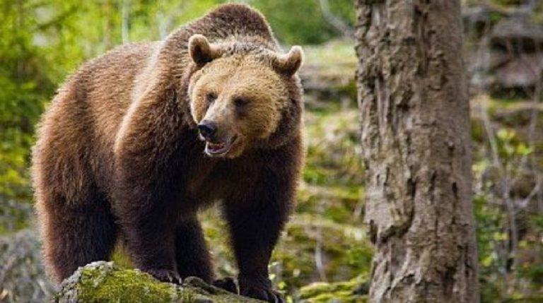 Ieșeancă sfâșiată de urs pe Valea Prahovei. Salvamontiștii, atacați și ei de animal. UPDATE Ursul a fost împușcat
