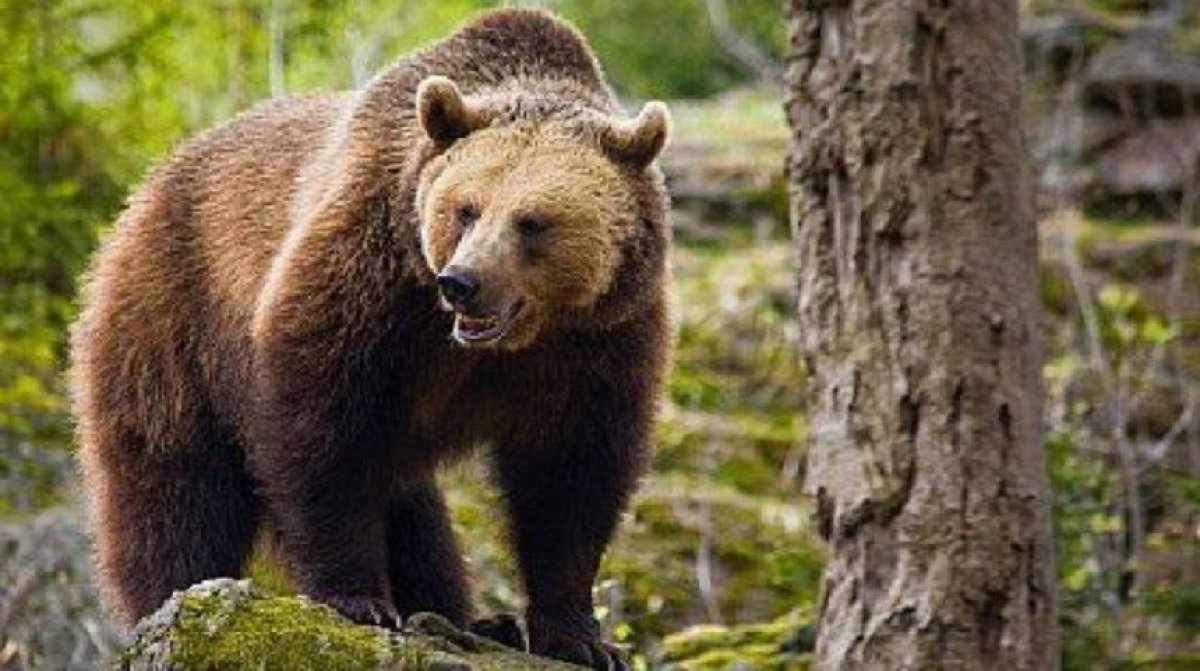 Ieșeancă sfâșiată de urs pe Valea Prahovei. Salvamontiștii, atacați și ei de animal. UPDATE Ursul a fost împușcat