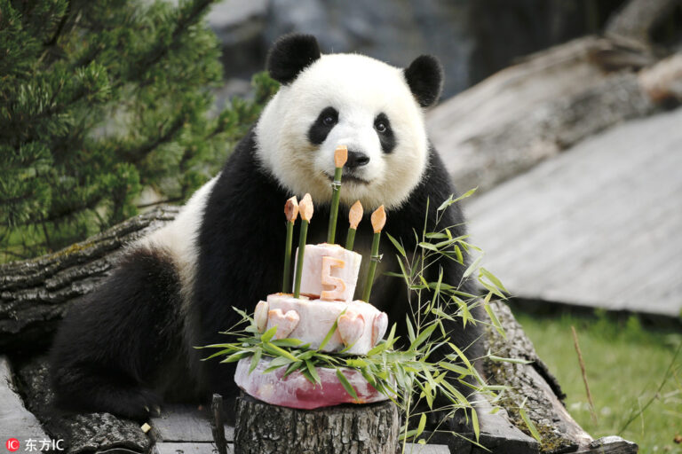 O femelă uriașă de panda de la Zoo Berlin este însărcinată cu gemeni