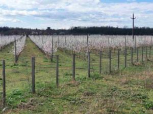 STUDIU DE CAZ – O primărie care a pus bețe în roate în loc să ajute. Cum ratezi un proiect european de milioane din cauza birocrației și relei voințe